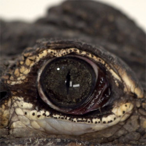 Disco Alligators de C. Tangana