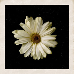 Disco Flower de Cody Simpson