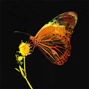 Disco Mariposa de Pablo López